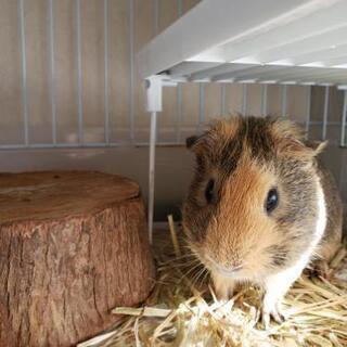 モルモット、動物好きな方いませんか(*^^*)？ − 福岡県