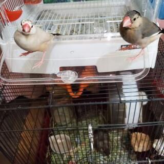 フィンチ インコ 猛禽類 小鳥～大型好き集合