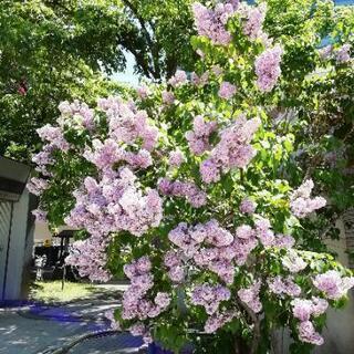 公園とか散歩したり写真撮ったりマッタリしませんか？ - 友達