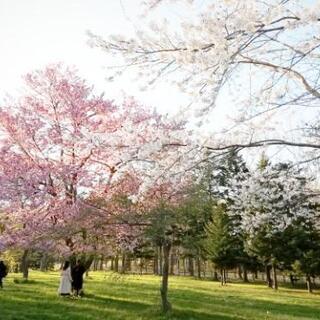 公園とか散歩したり写真撮ったりマッタリしませんか？ - メンバー募集