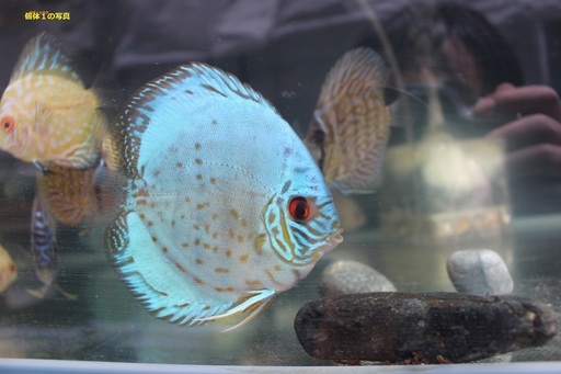 熱帯魚ディスカス１
