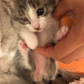 人懐っこいサバ白ちゃんです