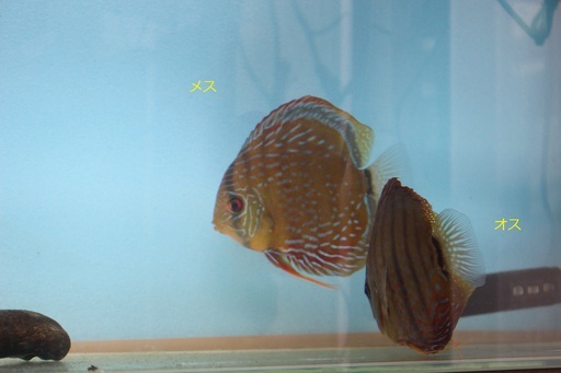 熱帯魚ディスカス２