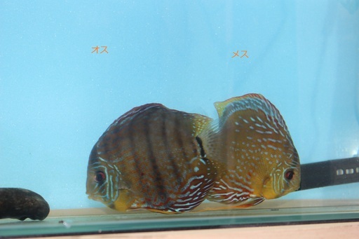 熱帯魚ディスカス２