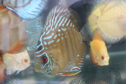 熱帯魚ディスカス３