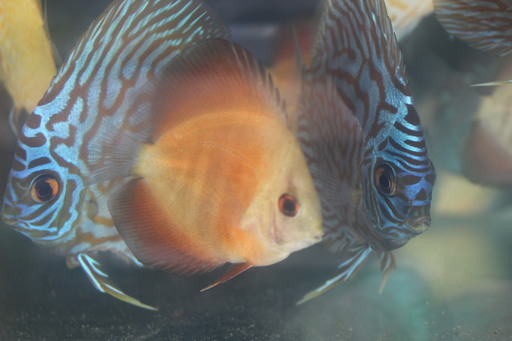 熱帯魚ディスカス４