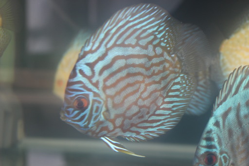 熱帯魚ディスカス５