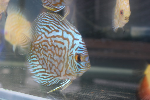 熱帯魚ディスカス５