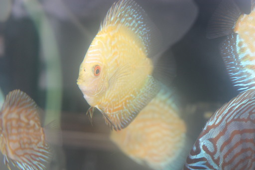 熱帯魚ディスカス６