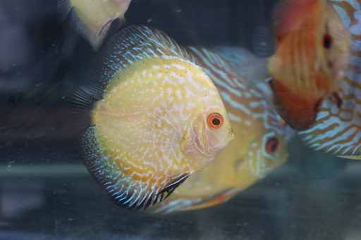 熱帯魚ディスカス６