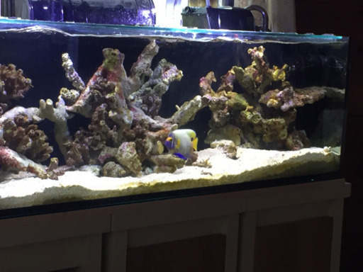 海水魚 ブルーフェイスエンゼル