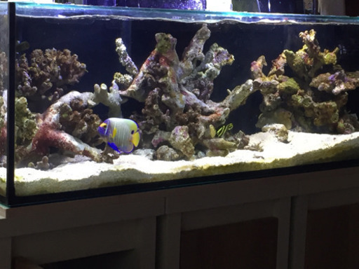 海水魚 ブルーフェイスエンゼル