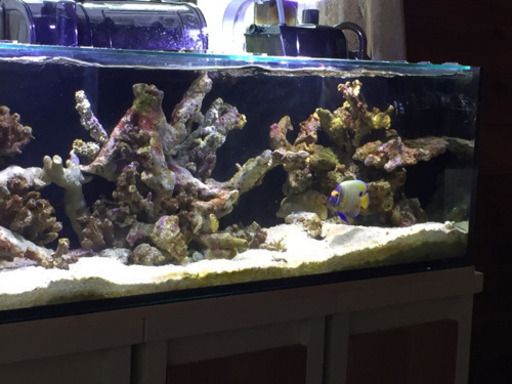 海水魚 ブルーフェイスエンゼル