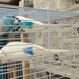 セキセイインコのつがいの里親-決まりました。ありがとうございました。