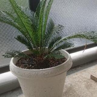 観葉植物 蘇鉄(そてつ)