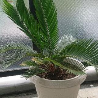 観葉植物 蘇鉄(そてつ)B