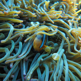 ダイビング仲間募集中🐠