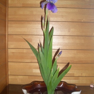 華道塾・・家元池坊流