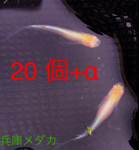 【兵庫メダカ】送料無料　王妃メダカ　有精卵20個 +α  メダカ