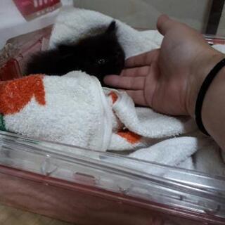 【一時停止】まっくろ子猫ちゃん