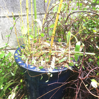 植木鉢　陶製