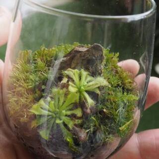 ミニ苔テラリウム⑮