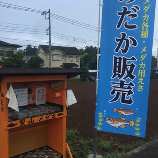 里山メダカ メダカ無人販売所 黒鱗 夜桜 チョコレート幹之 松井...