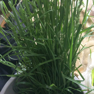 無農薬の牧草を３００円で売りますよ。