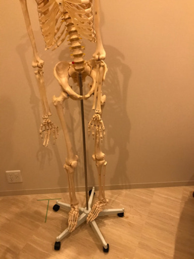 等身大　男性　骨模型