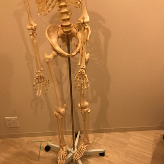 等身大　男性　骨模型の画像