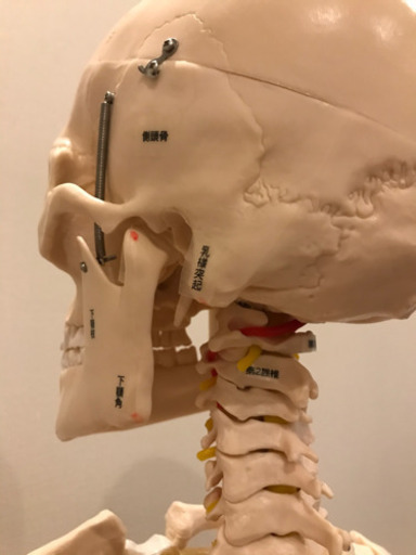 等身大　男性　骨模型