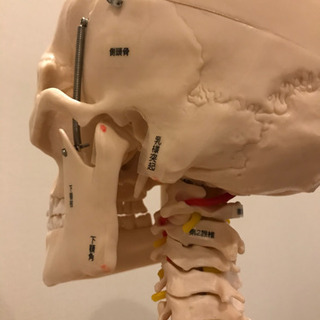 等身大　男性　骨模型の画像
