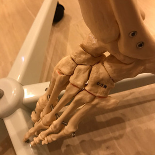 等身大　男性　骨模型の画像