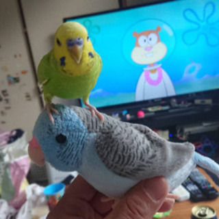 セキセイインコ 探しています！！