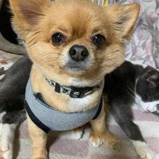 里親募集しますm(_ _)m