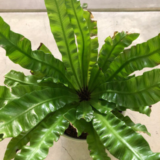 観葉植物 アスプレニウム エメラルドウエーブ4号