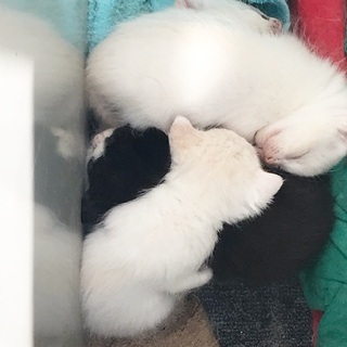 全員里親様見つかりました。ありがとうございました^_^