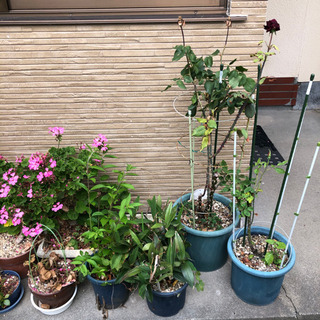 《取引中》鉢植え　花　多肉植物　観葉植物　素焼き鉢　などの画像