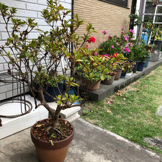《取引中》鉢植え　花　多肉植物　観葉植物　素焼き鉢　などの画像