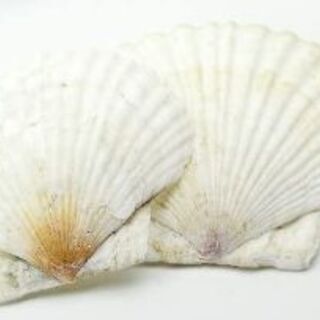 【安全／ホタテ貝殻配合】 エコ チョーク (No.201)  ※他300点出品予定の画像