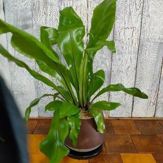 【観葉植物】  アスプレニウ ム
