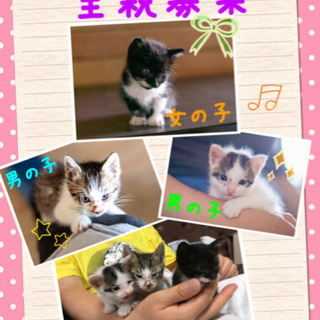 里親決まりました。ありがとうございました。