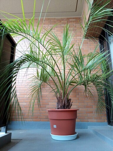 ●南国  ココスヤシ　鉢植え　地植えできます　東海地方適応