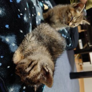 【里親募集】1ヶ月くらいの子猫2匹
