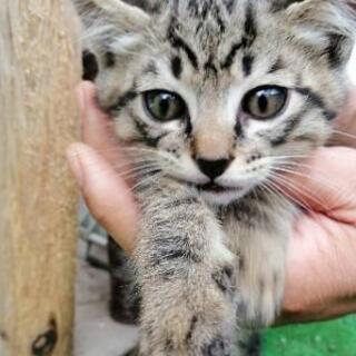 大網白里▪オスの子猫 キジトラ2020年4月10日生まれです。ど...
