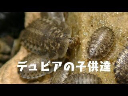 デュビアSSサイズ