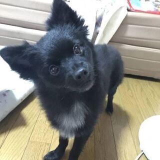 譲渡になりました　ありがとうございました