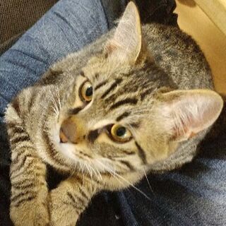 猫を引き取ってくださる方探してます　生後５ヶ月キジトラ