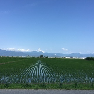 山形にて、さくらんぼの集荷、配達の画像