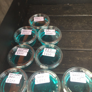 公園前のメダカ販売所 里山めだか チョコレート幹之 黒鱗 みゆき...